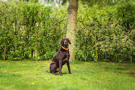 棕色拉布拉多狗坐在草坪上图片