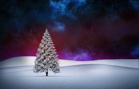 雪地中的Fir树风景环境树木枞树绘图计算机插图极光森林图片