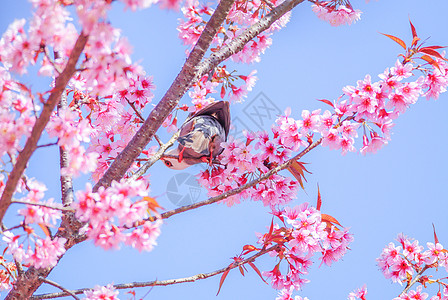 粉红樱桃花鸟和白头灯泡鸟樱花压痛天空植物群投标植物果园花瓣花园植物学图片