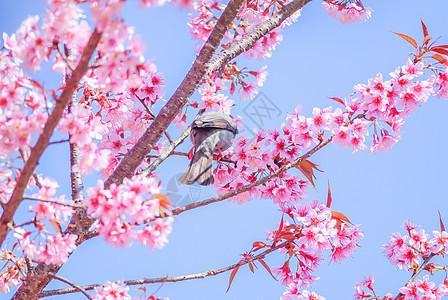 粉红樱桃花鸟和白头灯泡鸟果园压痛季节天空花瓣花园投标樱花植物植物群图片