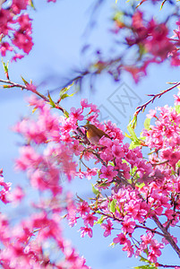 粉红樱桃花蓝天空花瓣季节天空樱花植物学园艺果园压痛花园植物图片