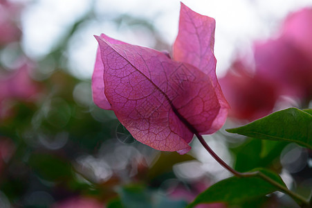 红色和粉红色仙客来郁金香百合绣球花兰花开花植物 毛茛目虹膜水仙花风信子多年生藤本植物背景 夏季观赏花园 新泽西州花头粉色生长植物图片