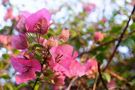 红色和粉红色仙客来郁金香百合绣球花兰花开花植物 毛茛目虹膜水仙花风信子多年生藤本植物背景 夏季观赏花园 新泽西州花坛藤本脆弱性快图片