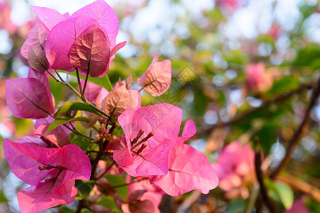 红色和粉红色仙客来郁金香百合绣球花兰花开花植物 毛茛目虹膜水仙花风信子多年生藤本植物背景 夏季观赏花园 新泽西州植物学阳光快乐绿图片