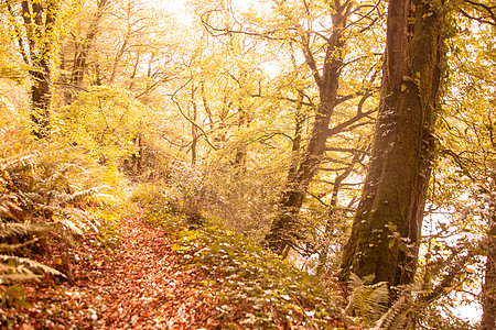 林中清凉秋天的风景主题背景概念图片