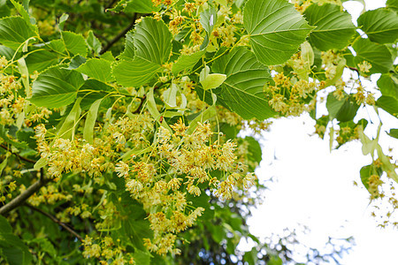 林肯树石灰树 在春天开花香气枝条花瓣植物花朵药品叶子球座季节植物群图片