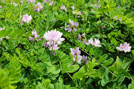 美丽的绿色背景 从树枝 纹理生态阳光环境季节木头枝条植物生长热带森林图片