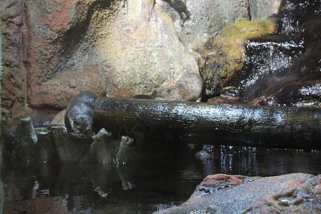 动物园里有美丽的水燕水獭白色森林野生动物绿色棕色毛皮动物公园哺乳动物图片