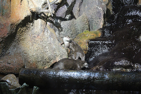 动物园里有美丽的水燕棕色动物绿色毛皮水獭公园森林白色哺乳动物野生动物图片