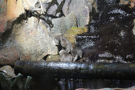 动物园里有美丽的水燕哺乳动物动物水獭白色毛皮棕色野生动物森林公园绿色图片