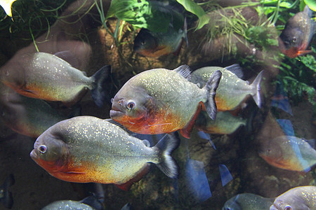 一群食人鱼在水中大腹便便动物群动物危险捕食者荒野淡水红色热带图片