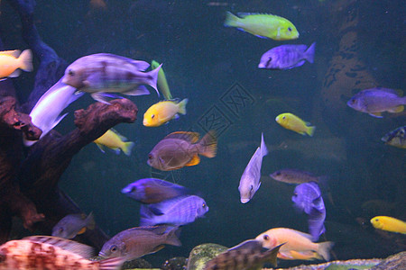 一大群不同颜色的鱼蓝色动物鲤鱼野生动物白色黑色海洋自然热带水族馆图片