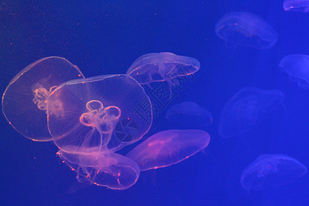 美光照耀的海中Jellyfish游泳动物海蜇危险野生动物生物水族馆热带蓝色生活图片