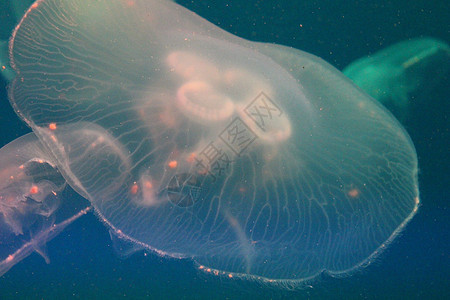 蓝色和清澈海水中的大型水母海蜇白色动物危险漂浮生物生活野生动物热带水族馆图片