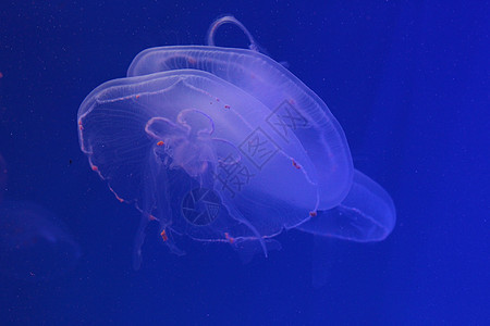 蓝色和清澈海水中的大型水母生活生物水族馆热带动物浮潜野生动物海蜇白色危险图片