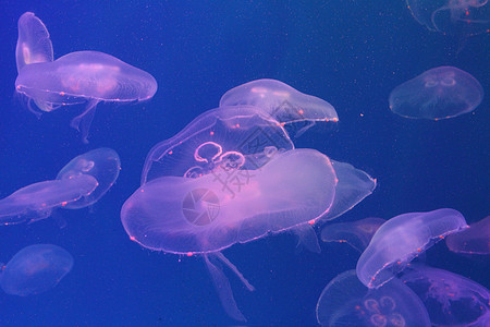 美光照耀的海中Jellyfish海洋海蜇游泳水族馆蓝色热带生物辉光生活野生动物图片