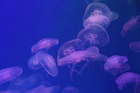 蓝色和清澈海水中的大型水母危险野生动物浮潜海蜇热带生活白色水族馆漂浮动物图片