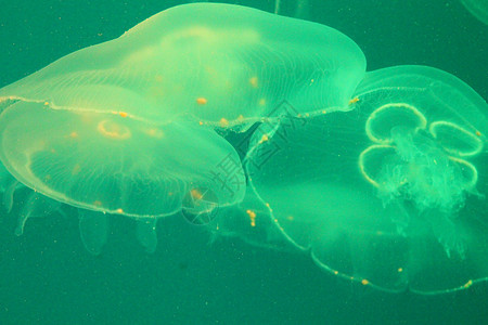 美光照耀的海中Jellyfish热带海蜇野生动物动物生活海洋辉光水族馆蓝色危险图片
