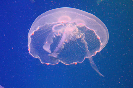 蓝色和清澈海水中的大型水母漂浮野生动物浮潜动物生活水族馆海蜇白色热带生物图片