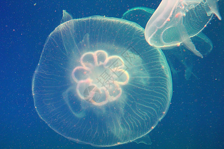 蓝色和清澈海水中的大型水母野生动物热带危险白色浮潜海蜇生物生活漂浮动物图片