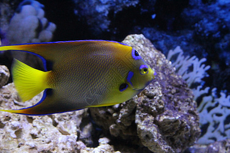 一大群不同颜色的鱼旅行自然白色动物海洋生活蓝色水族馆潜水黑色图片