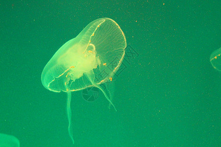 蓝色和清澈海水中的大型水母生活动物野生动物海蜇生物热带漂浮水族馆浮潜白色图片