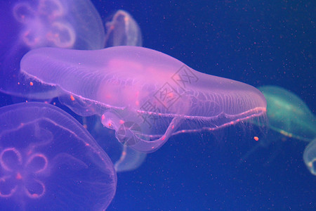 蓝色和清澈海水中的大型水母水族馆浮潜海蜇生物漂浮白色生活动物危险热带图片