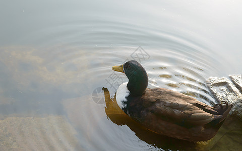 在湿地反射湖水面上漂浮的鸭子鸟海鸟鹅天鹅或Anatidee 统称为水禽Wading岸鸟家族 近距离接近 动物野生背景母鸡小鸡燕鸥图片