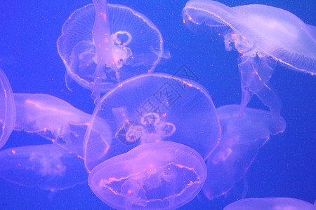 美光照耀的海中Jellyfish热带游泳海洋野生动物蓝色生物海蜇生活危险动物图片