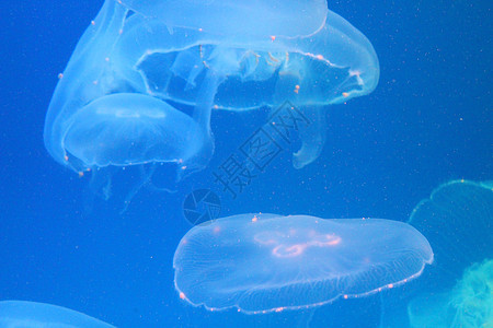 美光照耀的海中Jellyfish热带生活动物蓝色海洋海蜇野生动物辉光游泳水族馆图片