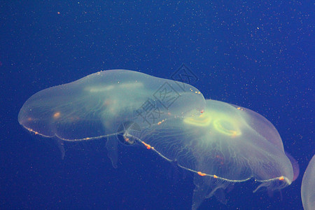 蓝色和清澈海水中的大型水母动物水族馆野生动物热带白色危险生活漂浮海蜇浮潜图片