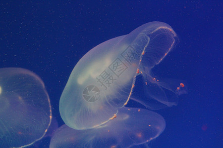 美光照耀的海中Jellyfish海蜇辉光生物蓝色生活野生动物水族馆热带游泳海洋图片