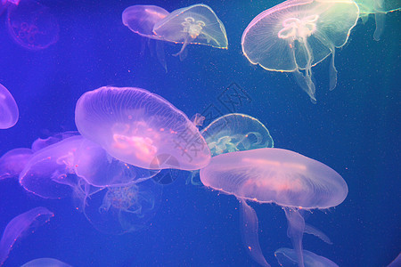 美光照耀的海中Jellyfish野生动物水族馆辉光生活危险动物海洋海蜇热带蓝色图片