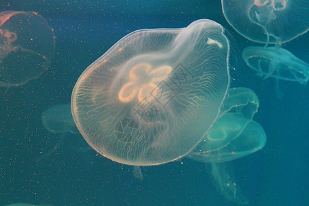 美光照耀的海中Jellyfish海洋动物生活生物危险游泳海蜇蓝色野生动物水族馆图片