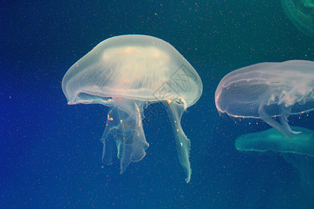 蓝色和清澈海水中的大型水母动物水族馆白色野生动物海蜇漂浮浮潜生活危险热带图片