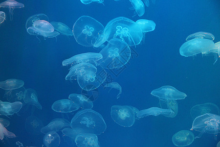 美光照耀的海中Jellyfish水族馆热带生活游泳动物生物海蜇危险野生动物蓝色图片