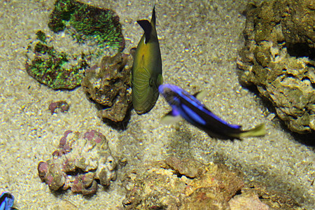 海水中的鱼 美丽而丰富多彩的景象珊瑚礁珊瑚海洋热带旅行盐水水族馆蓝色野生动物生活图片