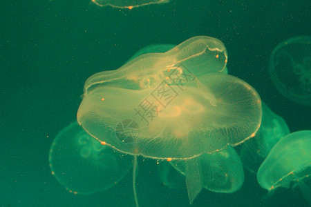 美光照耀的海中Jellyfish动物海蜇生物海洋野生动物蓝色热带危险辉光游泳图片