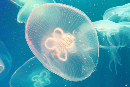 蓝色和清澈海水中的大型水母生活动物海蜇野生动物危险浮潜白色生物水族馆热带图片