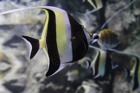 鱼在水族馆清澈的水中捕捉了条状天使鱼荒野野生动物插图白色卡通片热带海洋旅行神仙鱼珊瑚图片