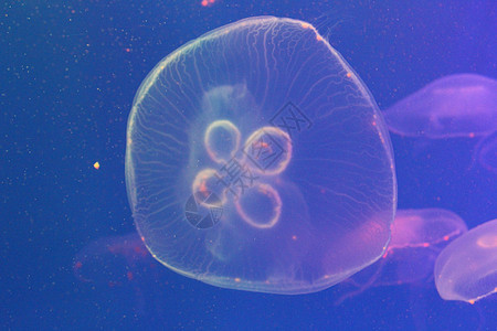 美光照耀的海中Jellyfish海蜇海洋热带游泳生活蓝色辉光动物野生动物危险图片