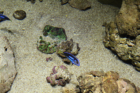 海水中的鱼 美丽而丰富多彩的景象水族馆潜水野生动物生活蓝色热带珊瑚环境荒野海洋图片