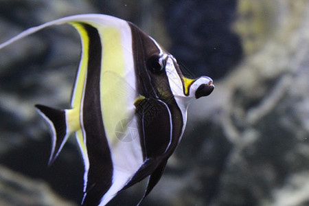 鱼在水族馆清澈的水中捕捉了条状天使鱼生活情调条纹海洋野生动物热带蓝色异国旅行动物图片