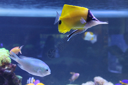 海水中的鱼 美丽而丰富多彩的景象潜水热带珊瑚团体野生动物环境珊瑚礁蓝色水族馆荒野图片