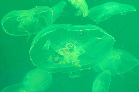 美光照耀的海中Jellyfish水族馆生活危险蓝色动物海蜇野生动物热带游泳生物图片