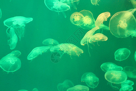 美光照耀的海中Jellyfish游泳海洋海蜇水族馆辉光危险热带蓝色生活野生动物图片