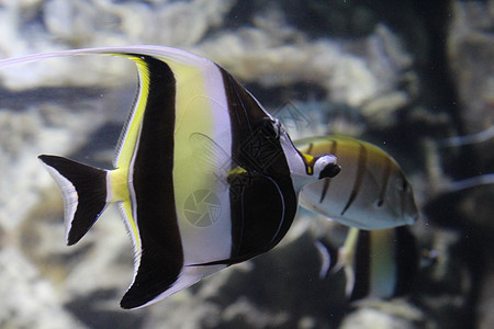 鱼在水族馆清澈的水中捕捉了条状天使鱼旅行插图生活热带神仙鱼海洋异国蓝色条纹野生动物图片