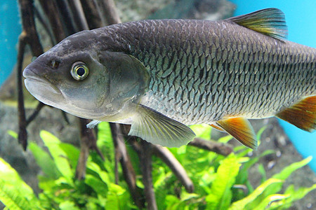 水族馆的水里有鱼河伯奇鱼缸动物动物群捕食者宏观杂草生境河鲈灰色图片