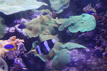 海水中的鱼 美丽而丰富多彩的景象野生动物盐水珊瑚环境团体潜水蓝色海洋珊瑚礁热带图片