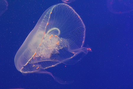 蓝色和清澈海水中的大型水母生活热带危险海蜇白色水族馆动物野生动物浮潜漂浮图片